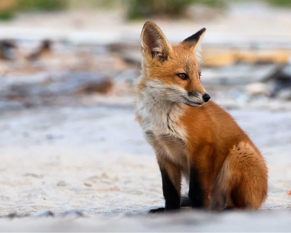 The O.G. Fox