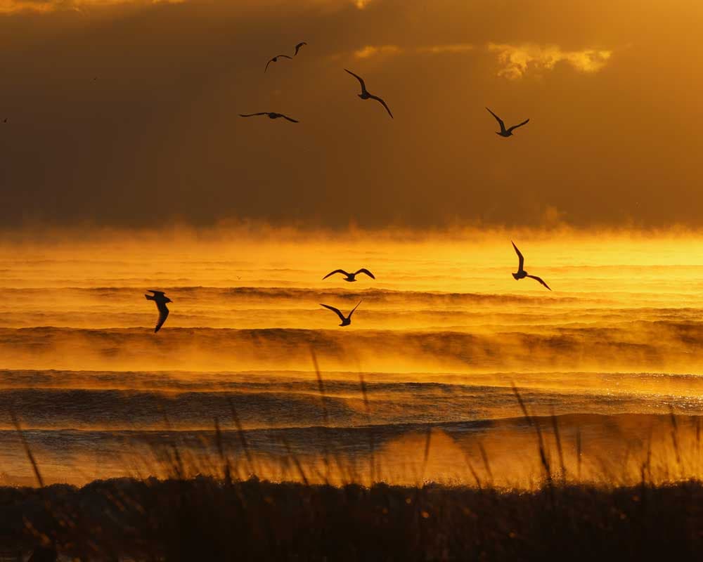 Seagulls & Sea Smoke