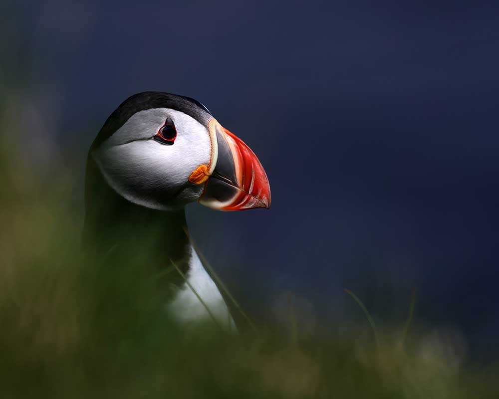 Atlantic Puffin