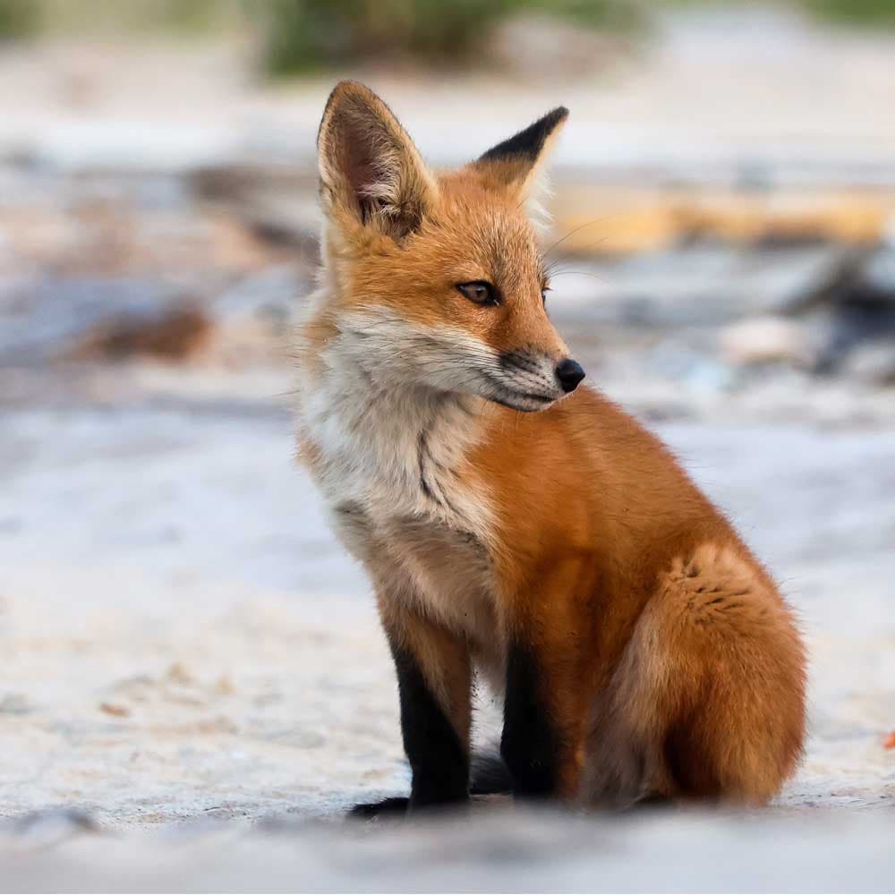 The O.G. Fox